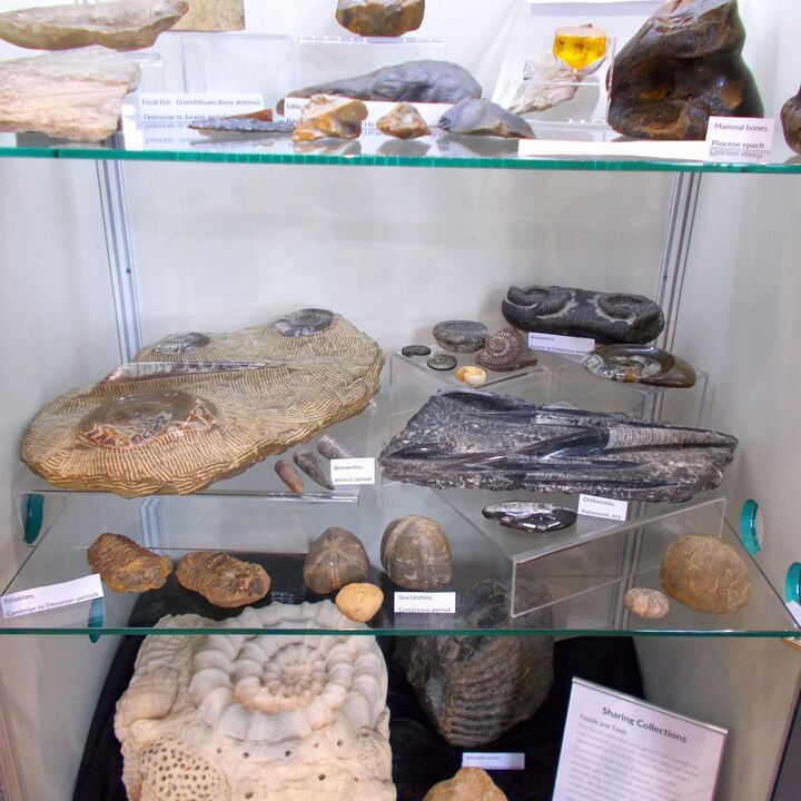 fossils.jpg