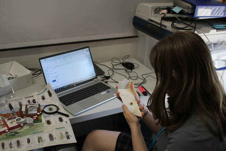 person sitting in a chair looking at a insect stuck to a cardboard pest trap
