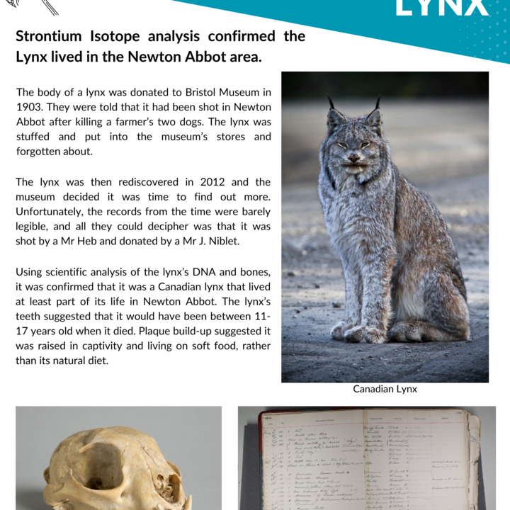 Lynx-1.png