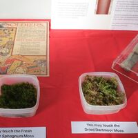 wound-packs-and-moss-scaled-1.jpg